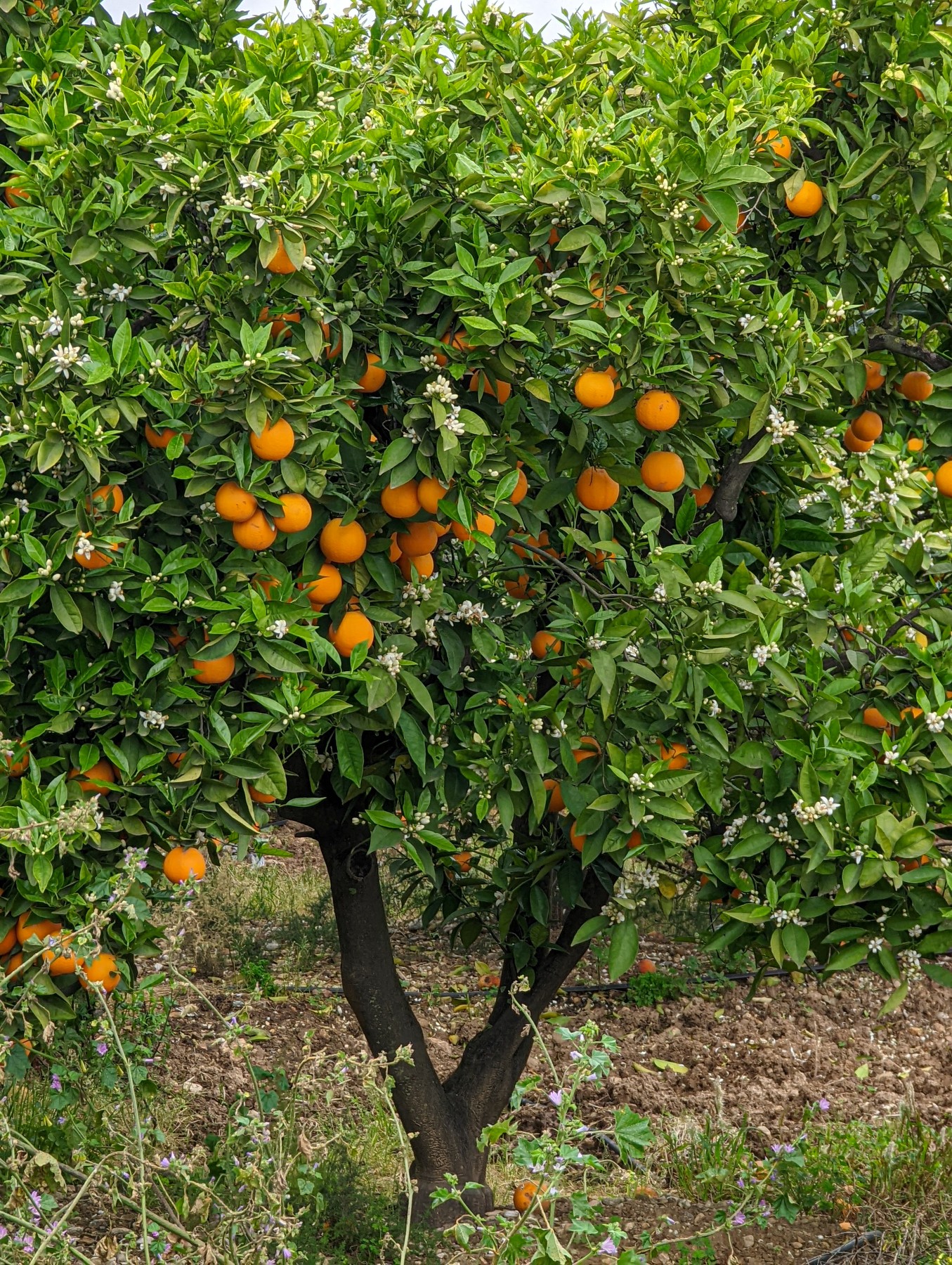 Local hiking Marxuquera